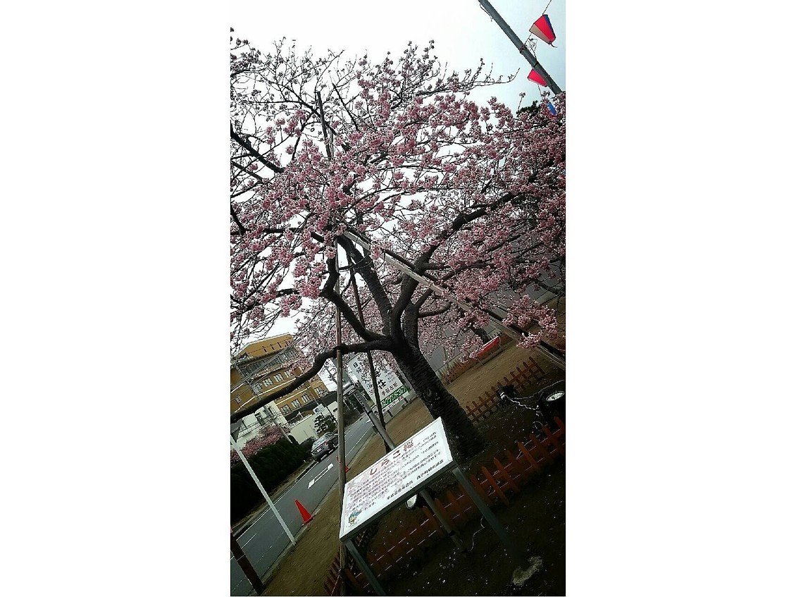 ☆本日のしらこ桜☆