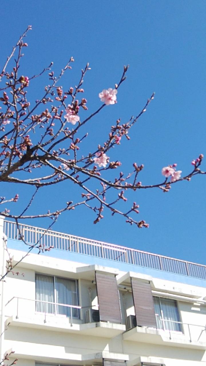 お知らせ 本日の桜の開花状況 19 02 12 白子町温泉ホテル協同組合